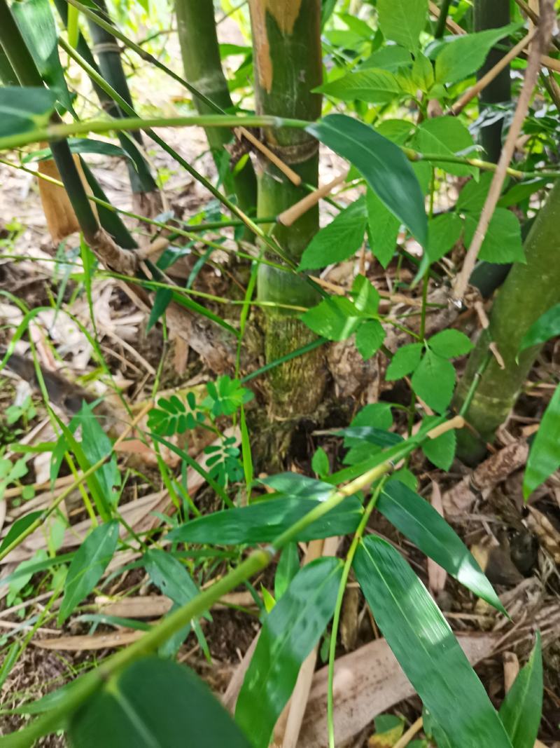 闽南地区甜竹笋竹苗