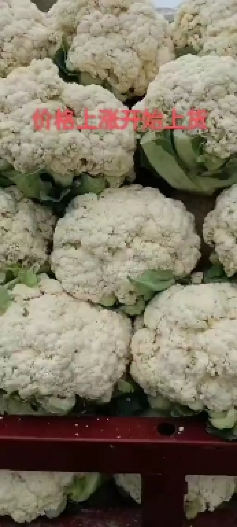 精品菜花产地直供菜花价优量大诚信经营欢迎采购