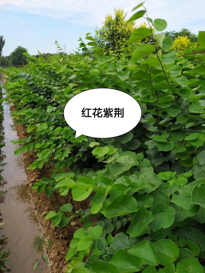 供应，大灌紫荆高度2.50米冠幅1.