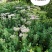 供应，八宝景天15---30公分以上，3--5个芽一墩
