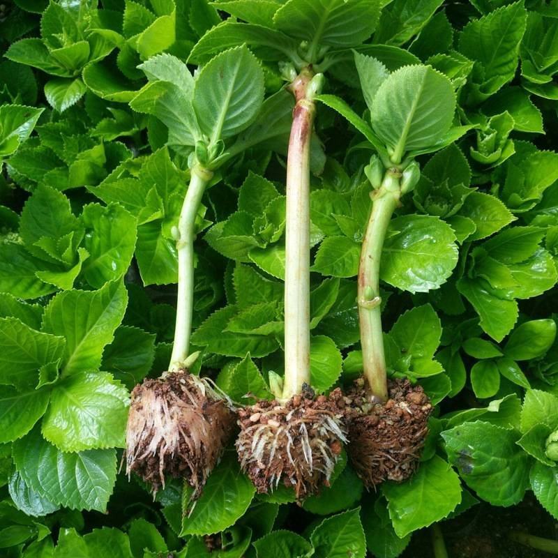 绣球小苗云南基地直供秀球花种苗八仙花苗四季开花