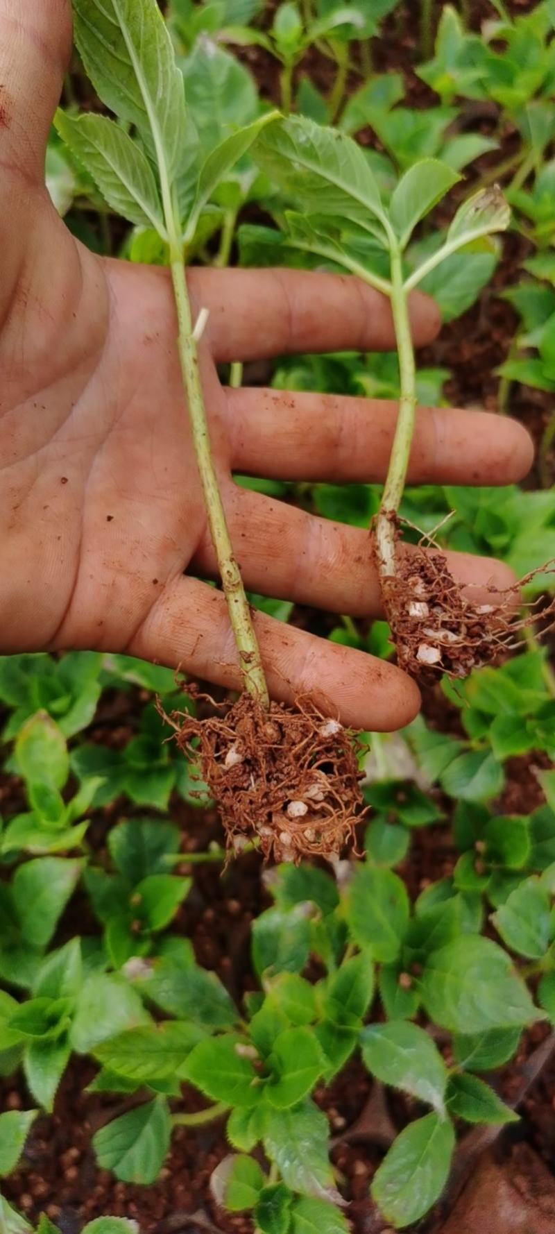 绣球小苗云南基地直供秀球花种苗八仙花苗四季开花