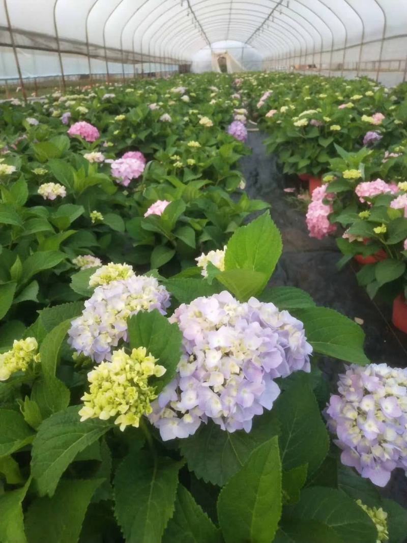 绣球小苗云南基地直供秀球花种苗八仙花苗四季开花