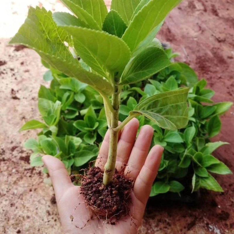 绣球小苗云南基地直供秀球花种苗八仙花苗四季开花