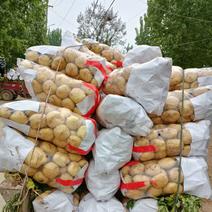 山东泗水《中薯5号土豆》黄皮黄心1两以上通货大量供应