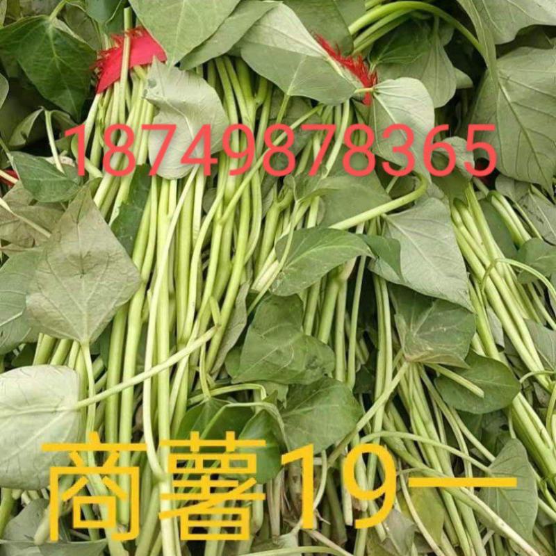 红薯苗四月十号开始供苗，欢迎各位老板，来电