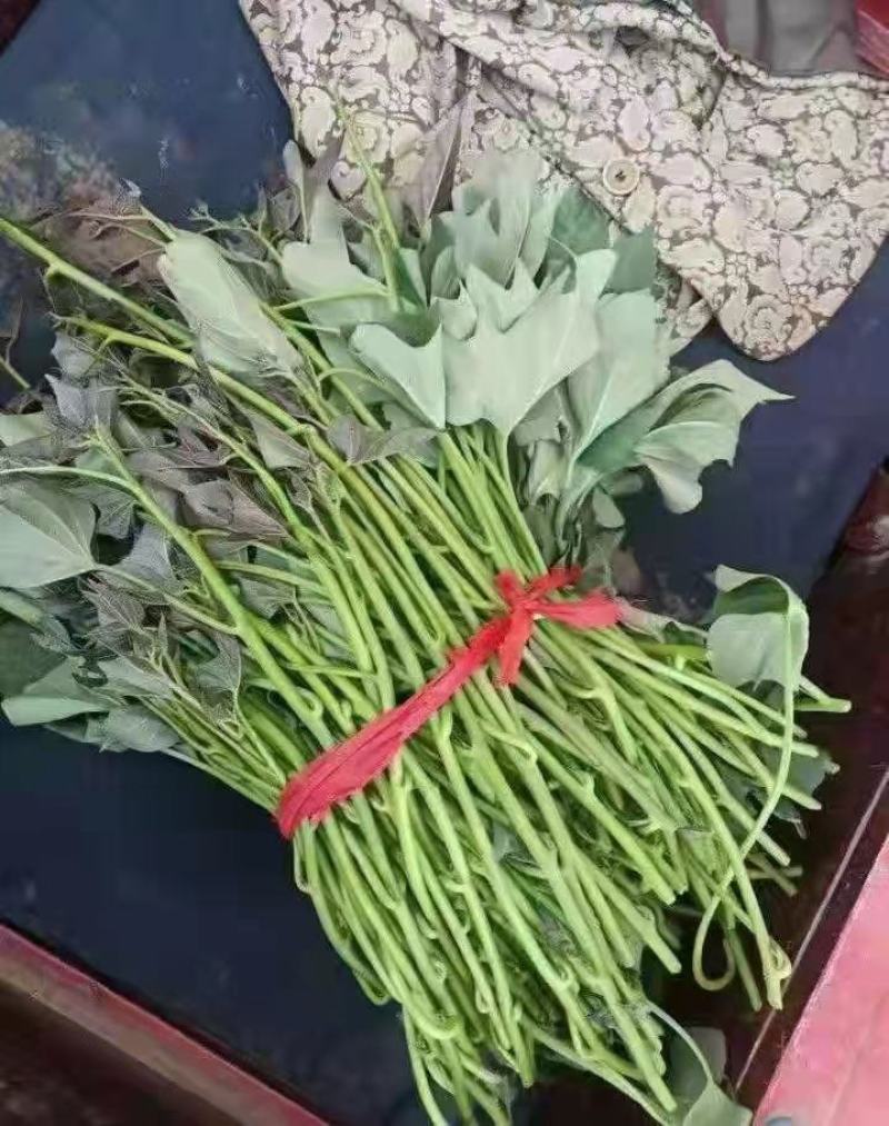 红薯苗四月十号开始供苗，欢迎各位老板，来电