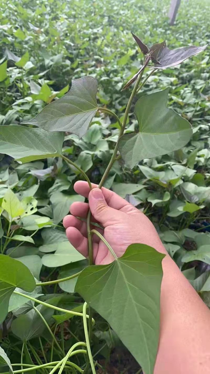 红薯苗四月十号开始供苗，欢迎各位老板，来电
