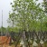 全冠白玉兰移植苗白玉兰袋苗5-11公分白玉兰树