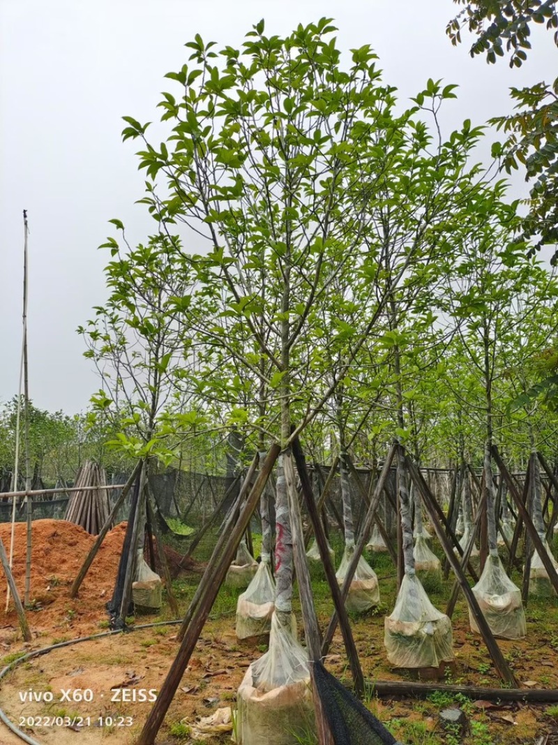 全冠白玉兰移植苗白玉兰袋苗5-11公分白玉兰树