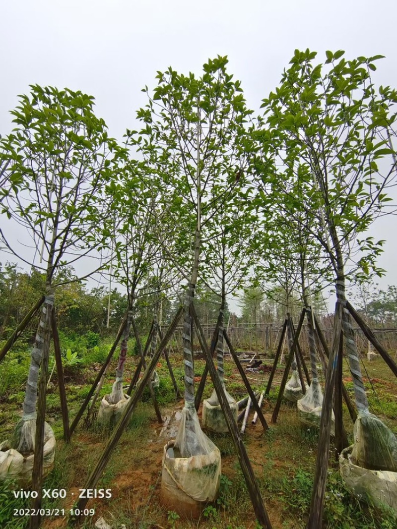 全冠白玉兰移植苗白玉兰袋苗5-11公分白玉兰树