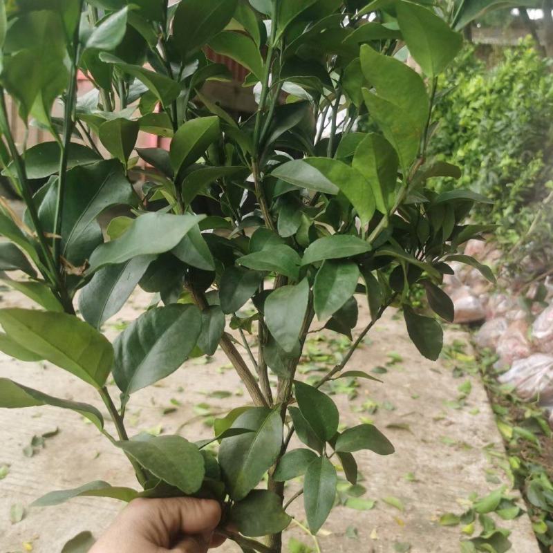 精品爱媛红美人果冻，两年假植苗，丫盘好，地径两公分左右。