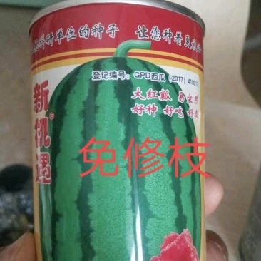 新机遇西瓜种子~瓤色大红果实椭圆形高产4000公斤懒