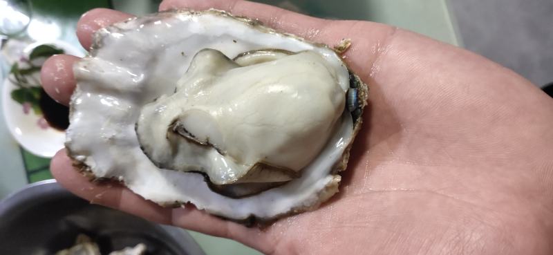 日照生蚝，养殖户直供，现捞现发，全国发货，电商一件代发！