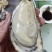 日照生蚝，养殖户直供，现捞现发，全国发货，电商一件代发！
