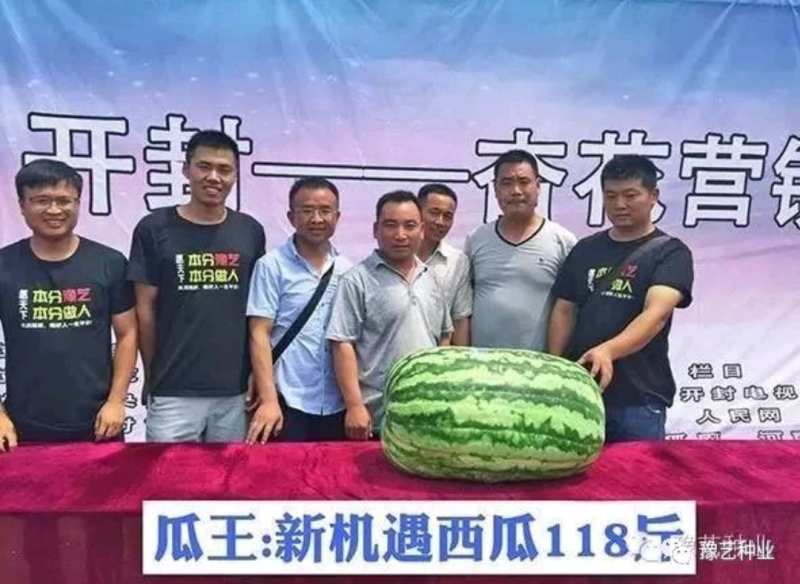 新机遇西瓜种子~瓤色大红果实椭圆形高产4000公斤懒