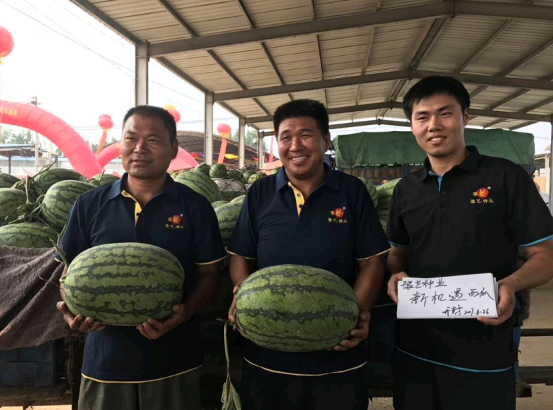 新机遇西瓜种子~瓤色大红果实椭圆形高产4000公斤懒