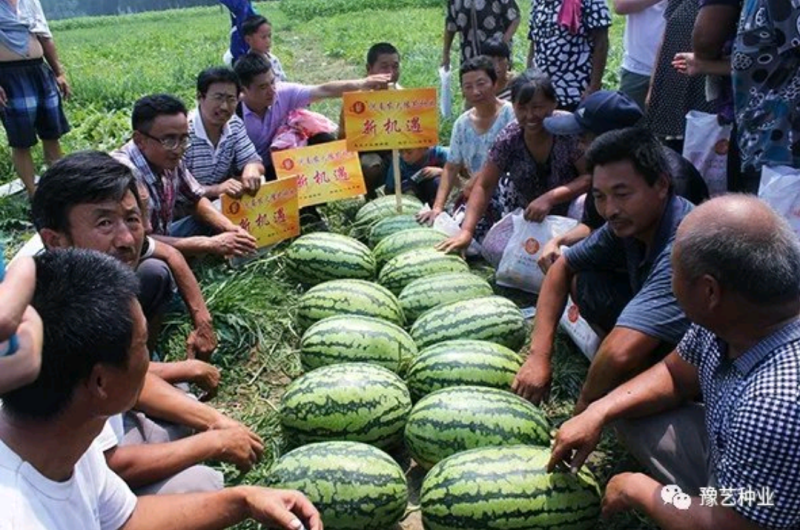 新机遇西瓜种子~瓤色大红果实椭圆形高产4000公斤懒