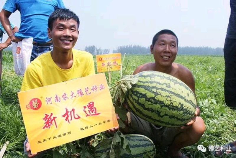 新机遇西瓜种子~瓤色大红果实椭圆形高产4000公斤懒