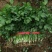 香菜15~20厘米以上