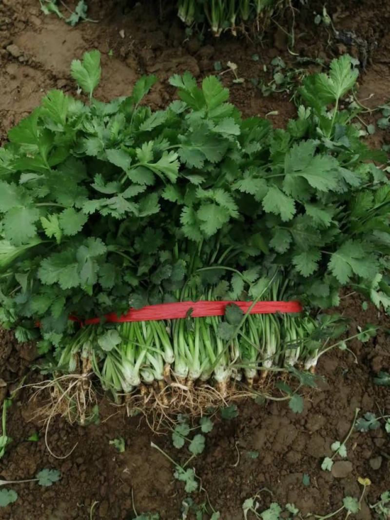香菜15~20厘米以上