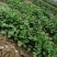 香菜15~20厘米以上