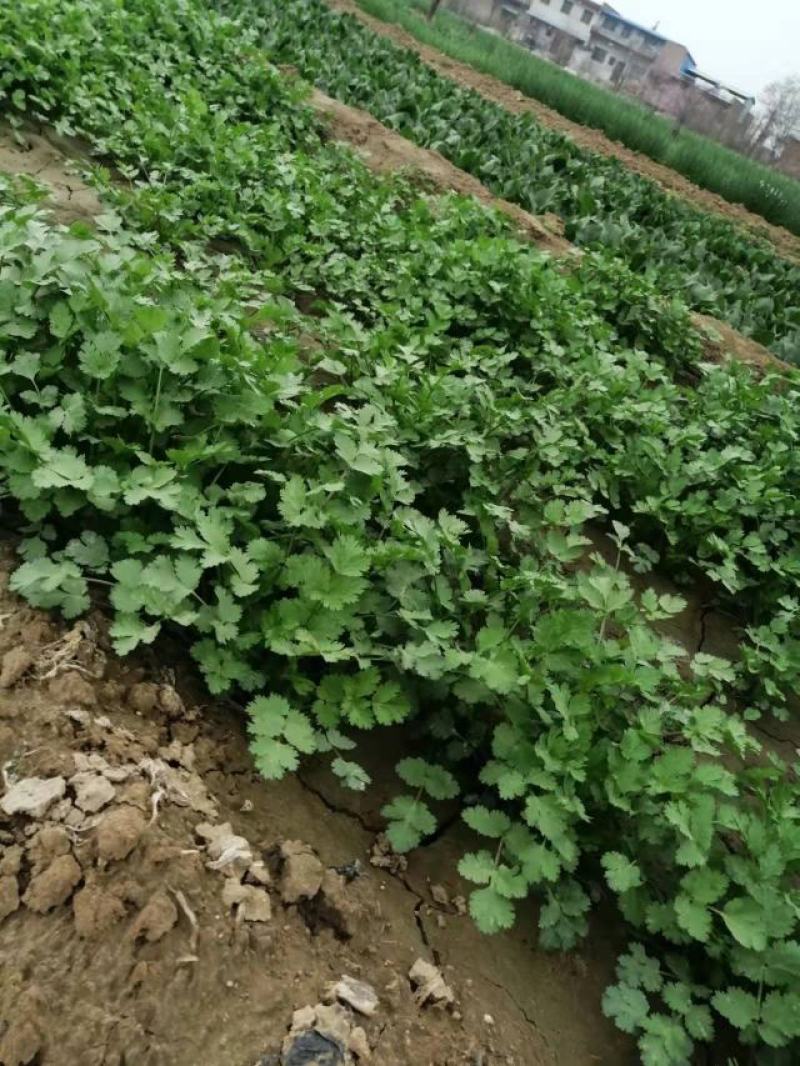 香菜15~20厘米以上