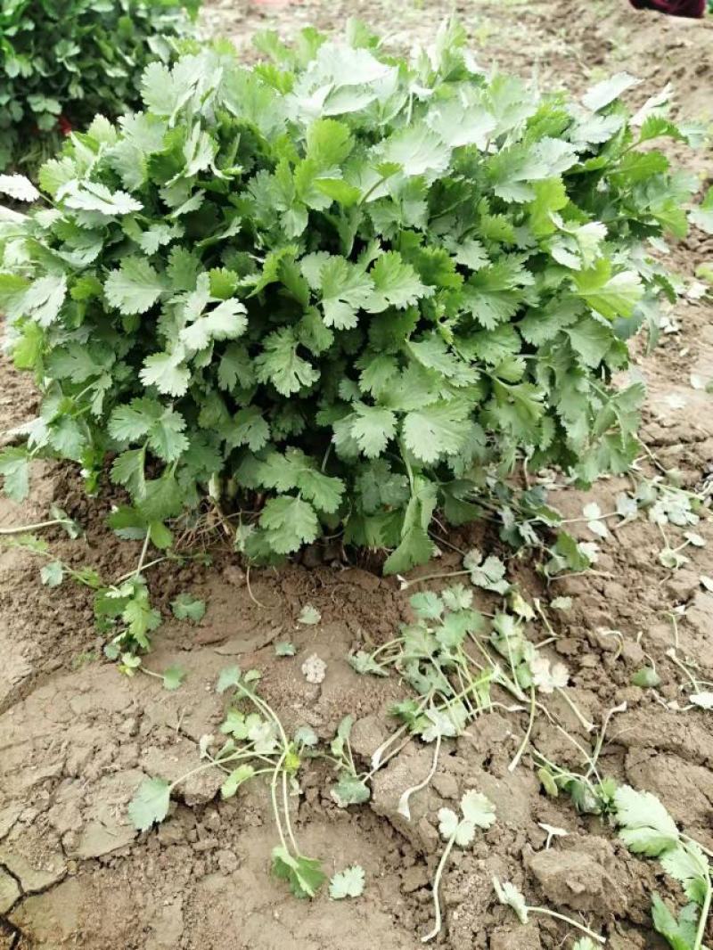 香菜15~20厘米以上