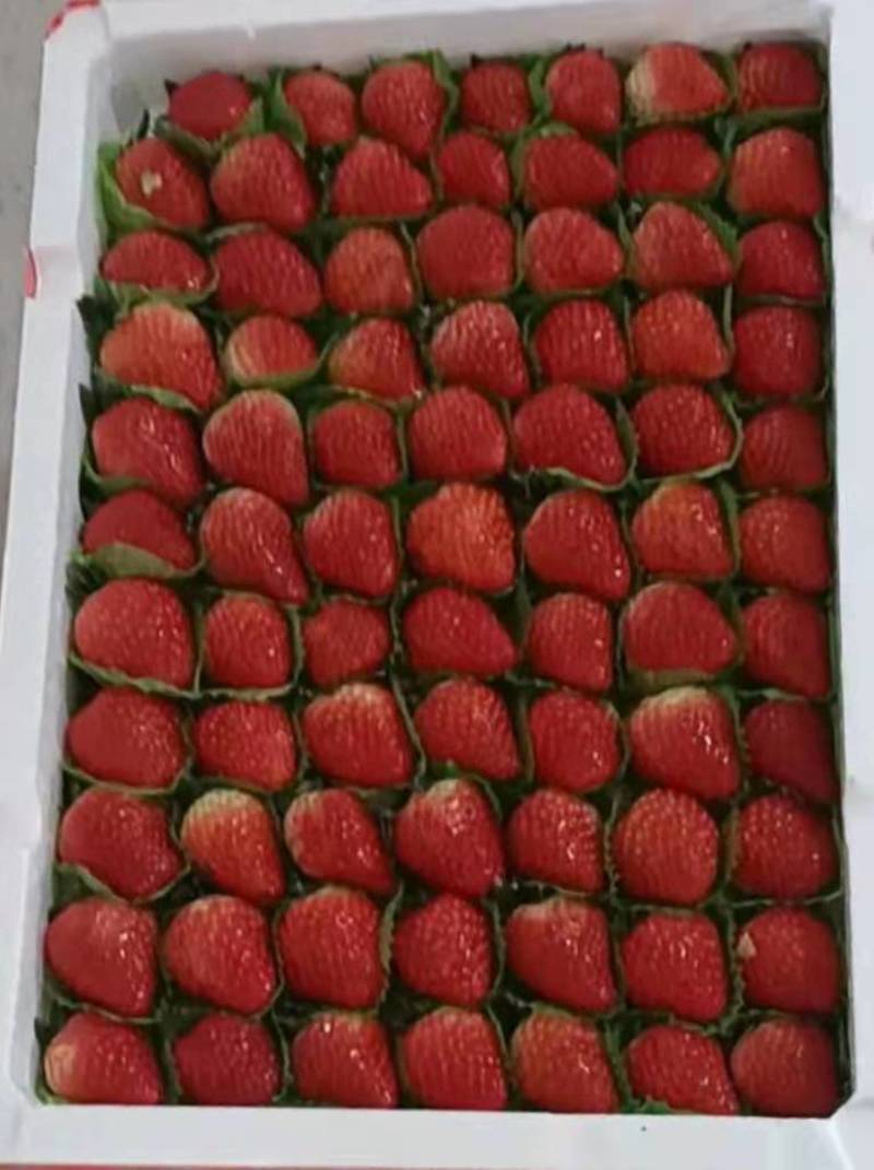 汉中市城固草莓；甜查理奶油红颜草莓果直供个大色红口感甜