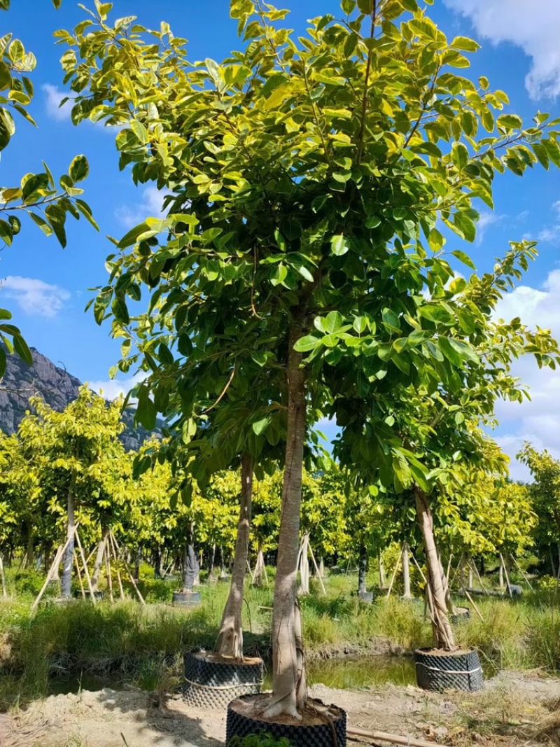 富贵榕花叶高山榕花叶榕袋苗，移植苗