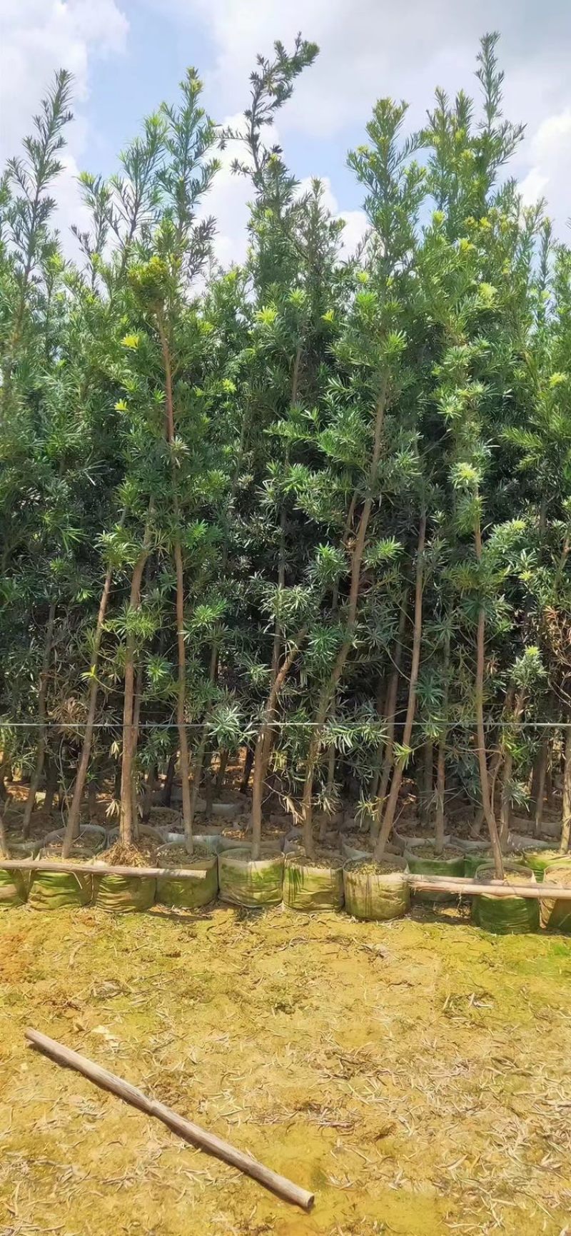 罗汉松罗汉松杯苗白布袋苗高度1-2-3米
