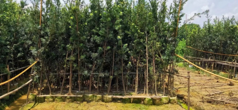 罗汉松罗汉松杯苗白布袋苗高度1-2-3米
