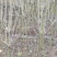 木芙蓉树木莲红花木莲
