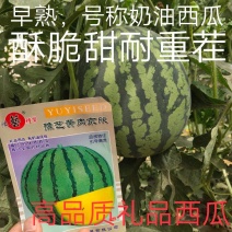 黄肉京欣西瓜种子~号称奶油西瓜皮薄而韧不裂果抗病耐湿