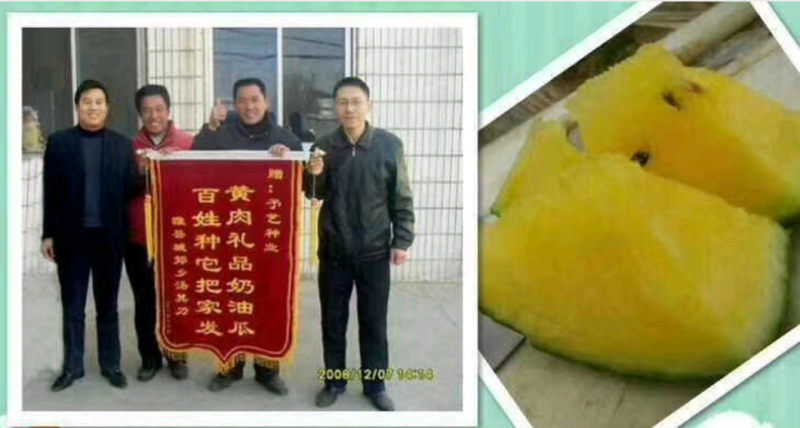 黄肉京欣西瓜种子~号称奶油西瓜皮薄而韧不裂果抗病耐湿