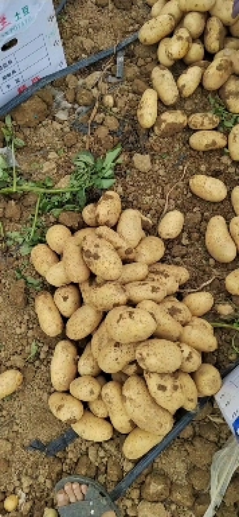 土豆种薯黄皮黄心大量直供全国希森，沃土5，实验
