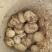 土豆种薯黄皮黄心大量直供全国希森，沃土5，实验
