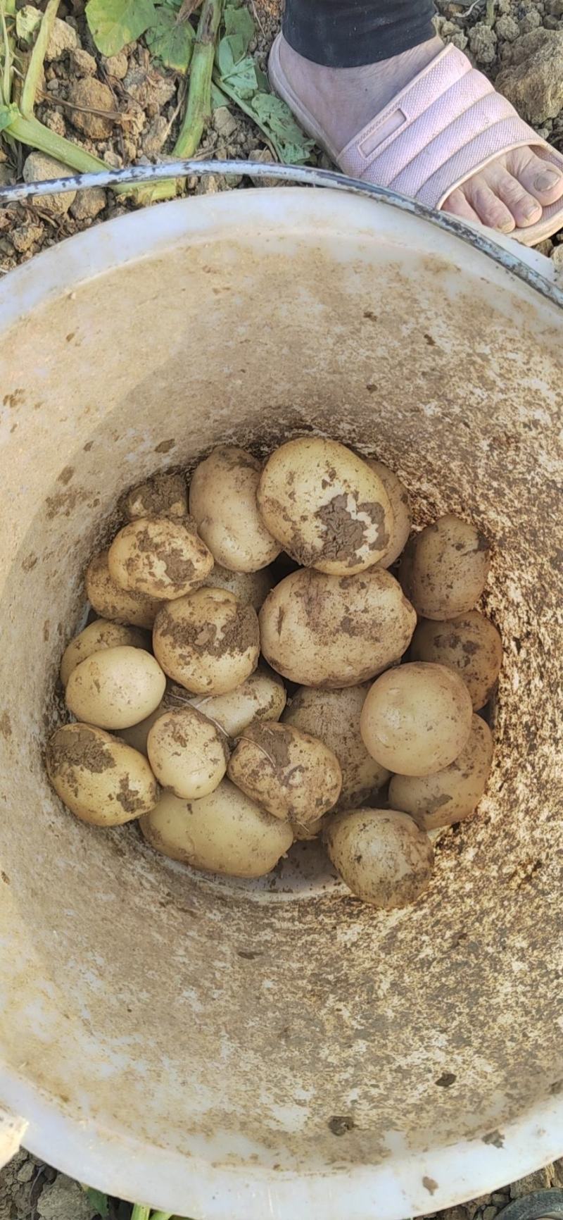 土豆种薯黄皮黄心大量直供全国希森，沃土5，实验