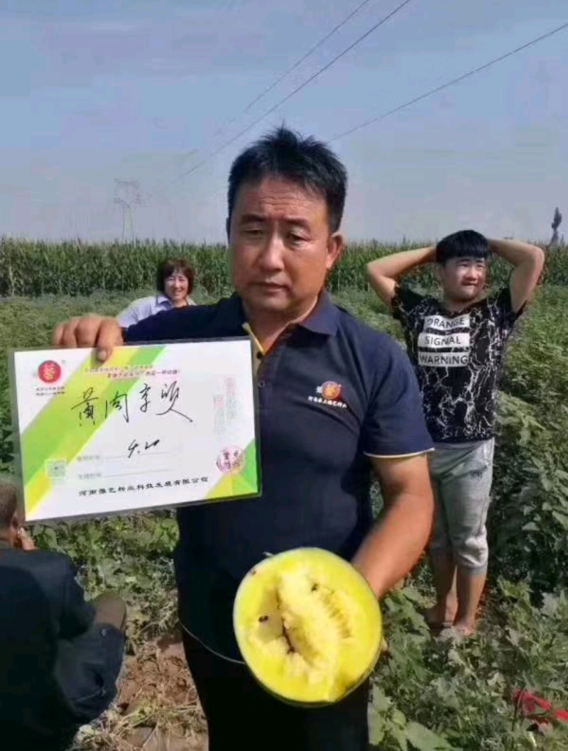 黄肉京欣西瓜种子~号称奶油西瓜皮薄而韧不裂果抗病耐湿