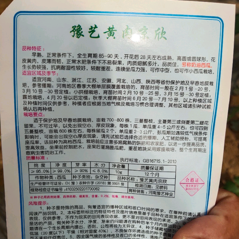 黄肉京欣西瓜种子~号称奶油西瓜皮薄而韧不裂果抗病耐湿