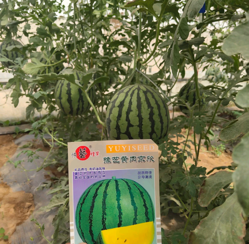 黄肉京欣西瓜种子~号称奶油西瓜皮薄而韧不裂果抗病耐湿