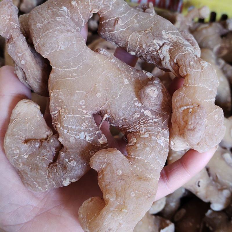 【姜型甜黄精】黄精个，黄精干货，无硫无杂质，通个