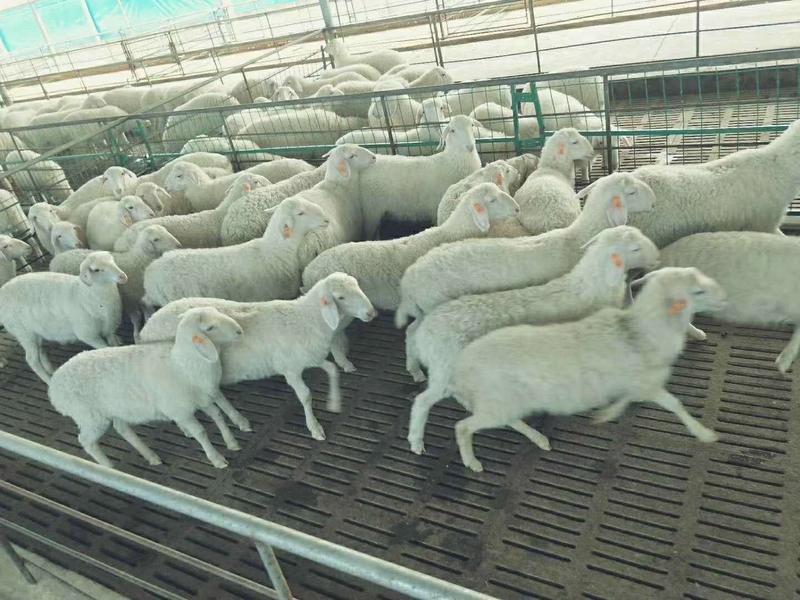 纯种湖羊，澳湖串，具有肉质好，可比山羊媲美。产羔率多。