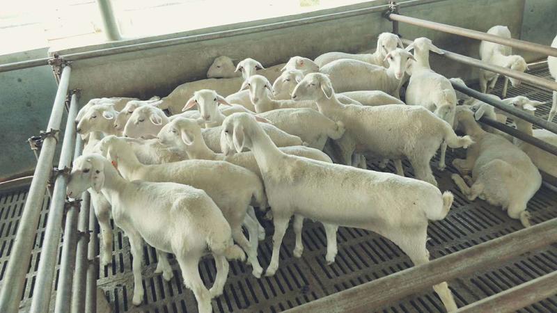 纯种湖羊，澳湖串，具有肉质好，可比山羊媲美。产羔率多。