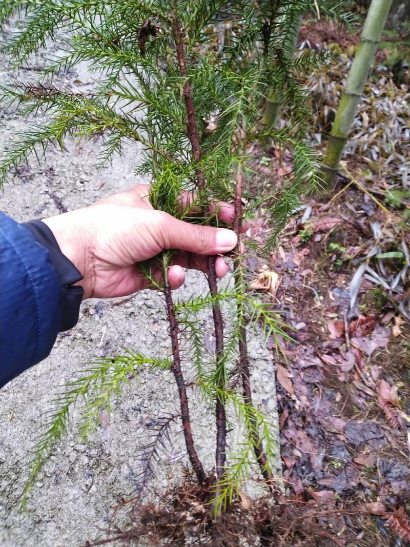 【推】柳杉苗，优质种苗，四季常青，绿化荒山造林优选！！