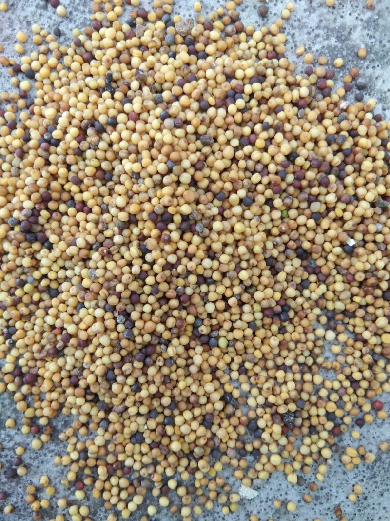 油菜籽