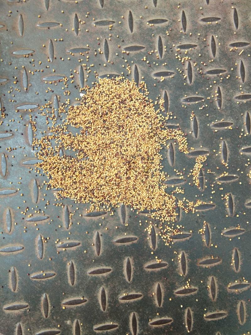 油菜籽
