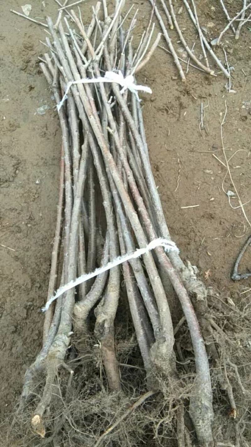 山西绛县晋源苗木基地大量供应红富士苹果树苗80cm以上