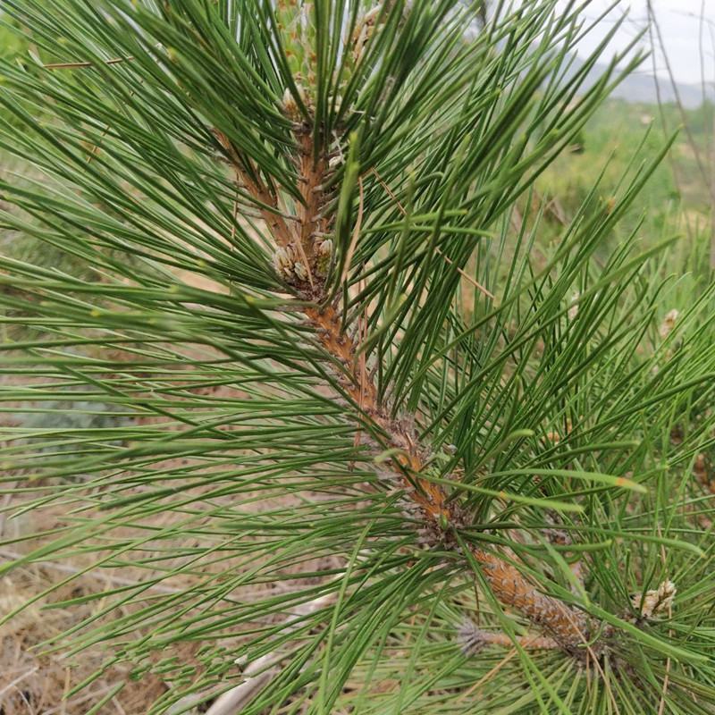 江西上犹新鲜松针马尾松松叶酵素全松茶养生茶泡水喝蒸包子蒸