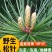 江西上犹新鲜松针马尾松松叶酵素全松茶养生茶泡水喝蒸包子蒸